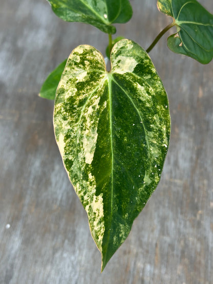 (Anthurium Papillilaminum x Waroqueanum) x A. Carlablackiae 727WEB058