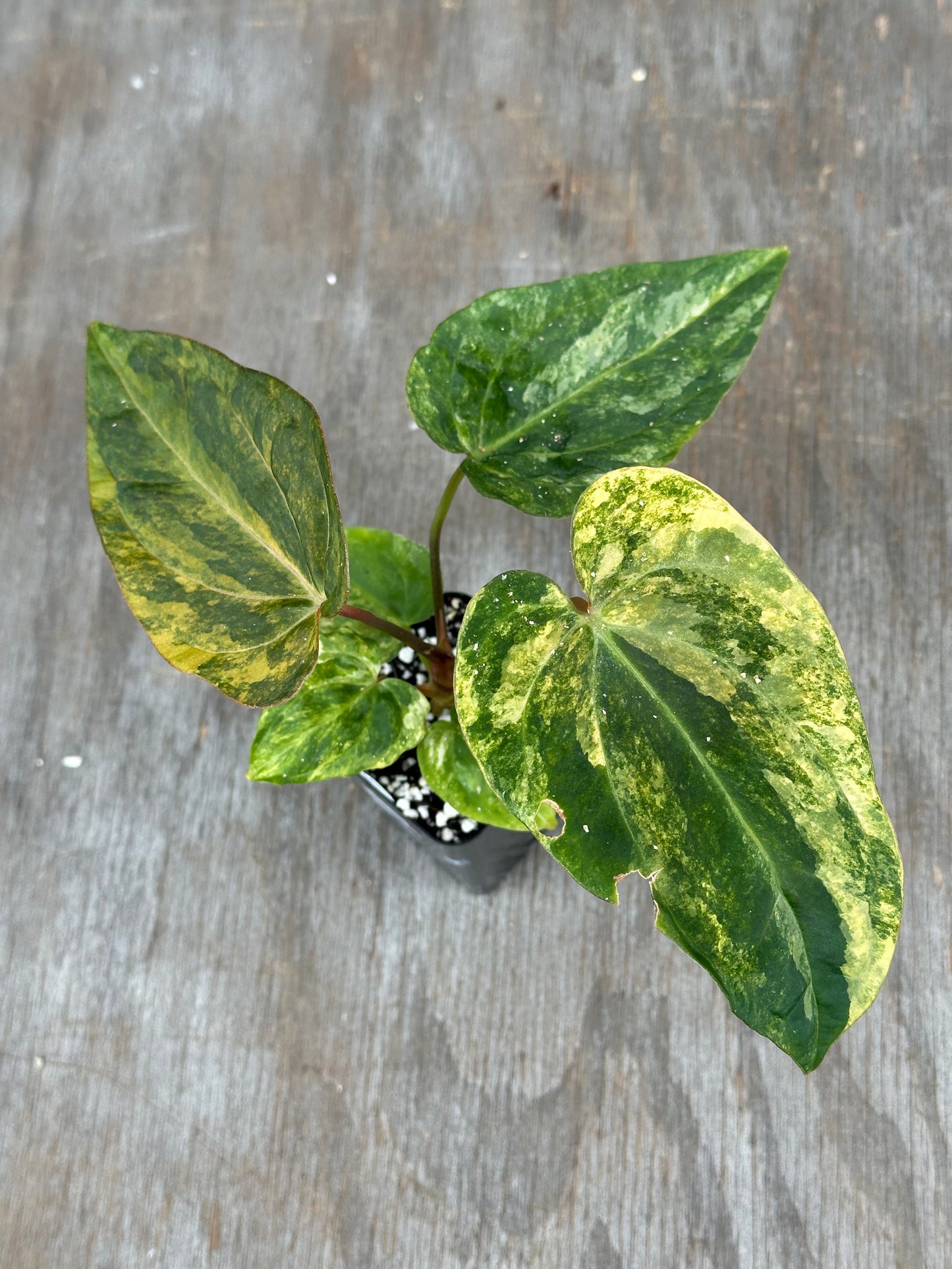 (Anthurium Papillilaminum x Waroqueanum) x A. Carlablackiae 727WEB060