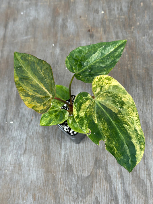 (Anthurium Papillilaminum x Waroqueanum) x A. Carlablackiae 727WEB060