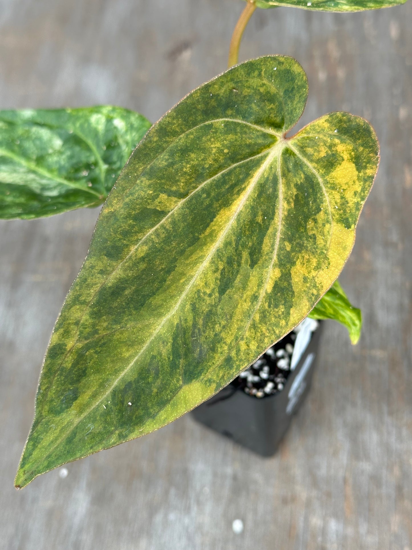 (Anthurium Papillilaminum x Waroqueanum) x A. Carlablackiae 727WEB060