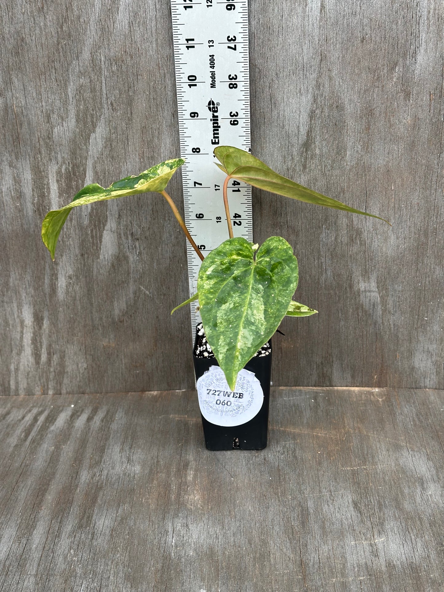 (Anthurium Papillilaminum x Waroqueanum) x A. Carlablackiae 727WEB060