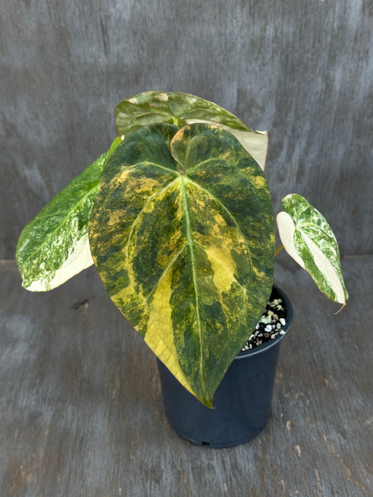 Anthurium Papillilaminum Variegated x (Papillilaminum x Dressleri(NSE)) 727WEB001