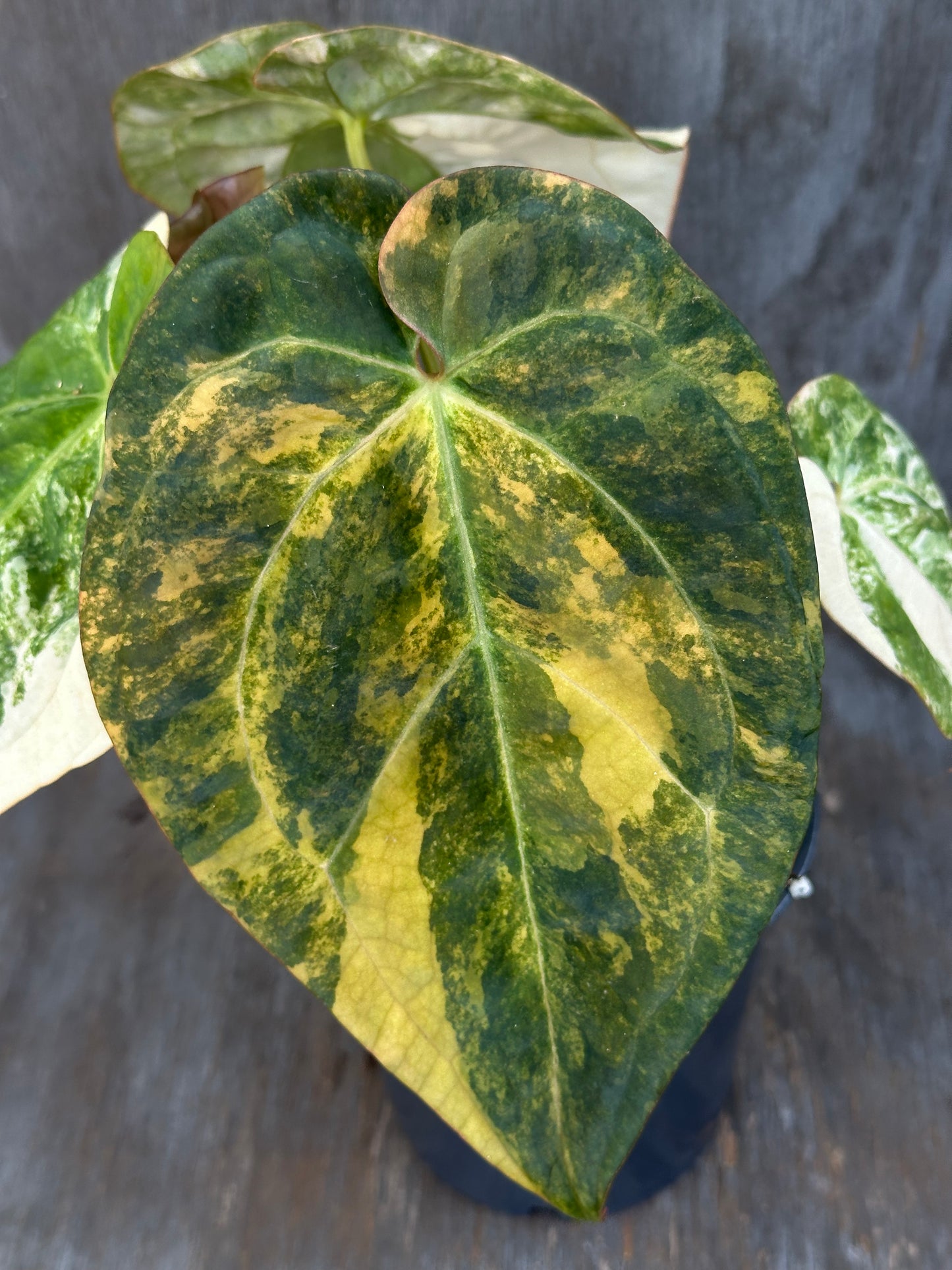 Anthurium Papillilaminum Variegated x (Papillilaminum x Dressleri(NSE)) 727WEB001