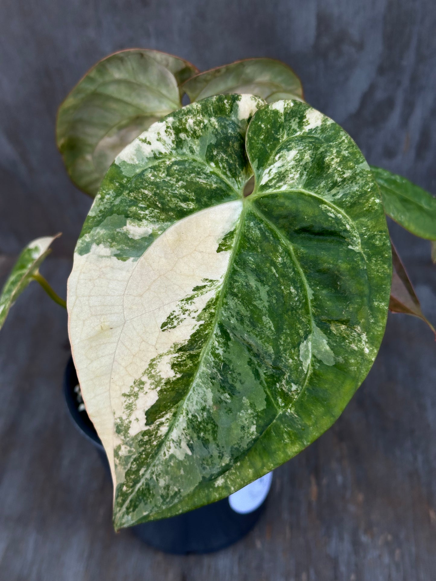Anthurium Papillilaminum Variegated x (Papillilaminum x Dressleri(NSE)) 727WEB001