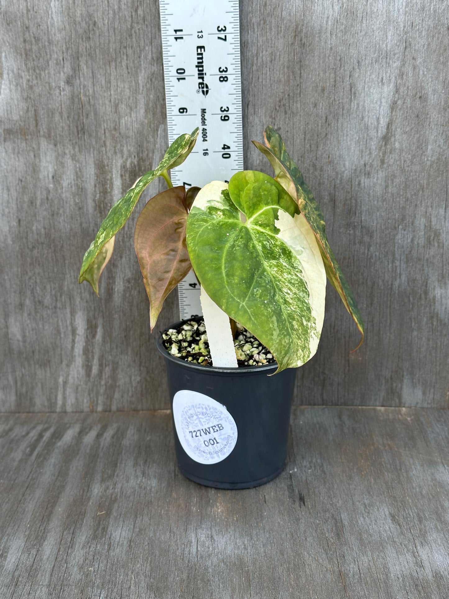 Anthurium Papillilaminum Variegated x (Papillilaminum x Dressleri(NSE)) 727WEB001