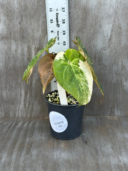 Anthurium Papillilaminum Variegated x (Papillilaminum x Dressleri(NSE)) 727WEB001