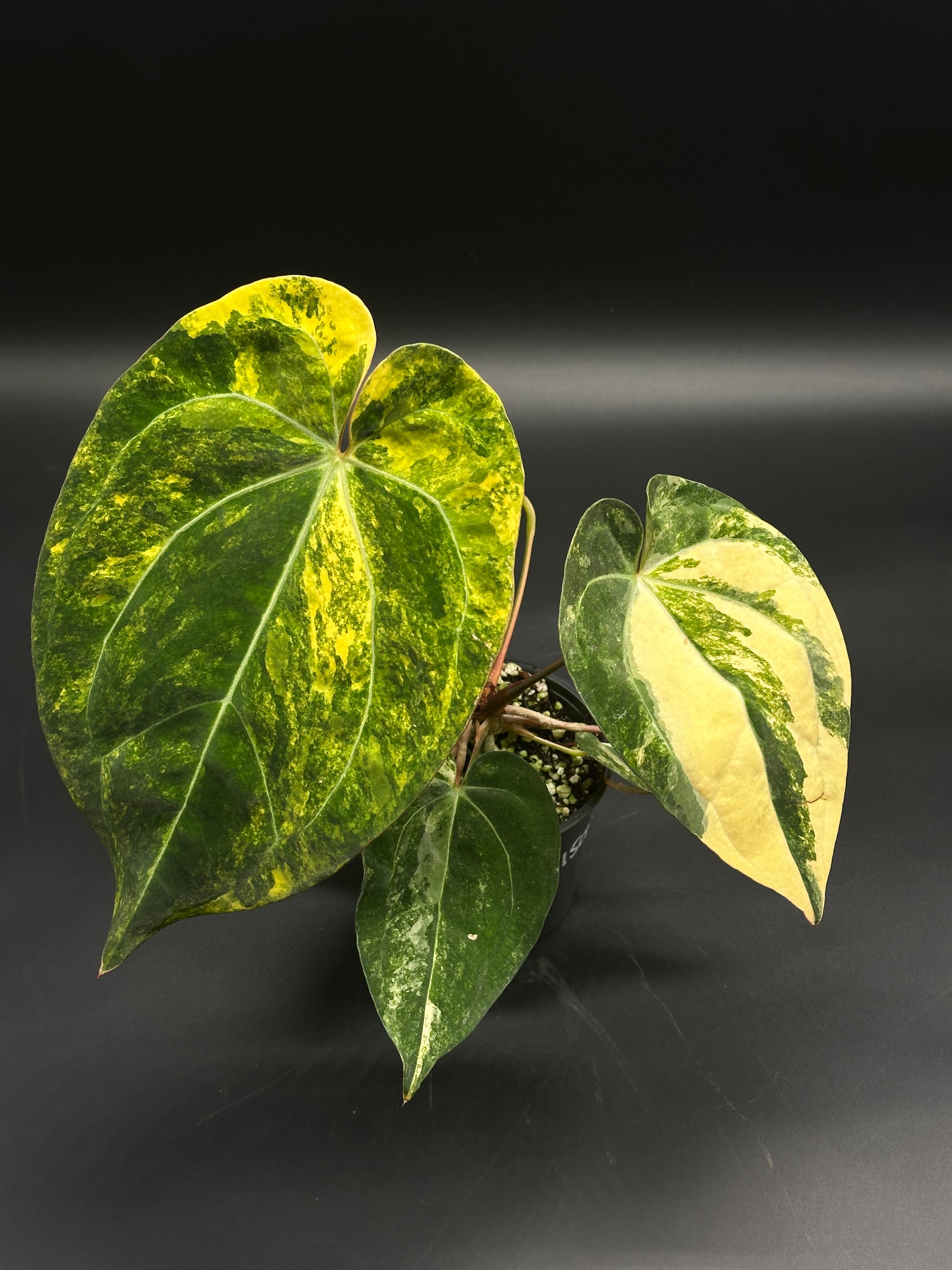 philodendron pink lemonade Anthurium papillilaminum 'Pink Lemonade' (130W157)