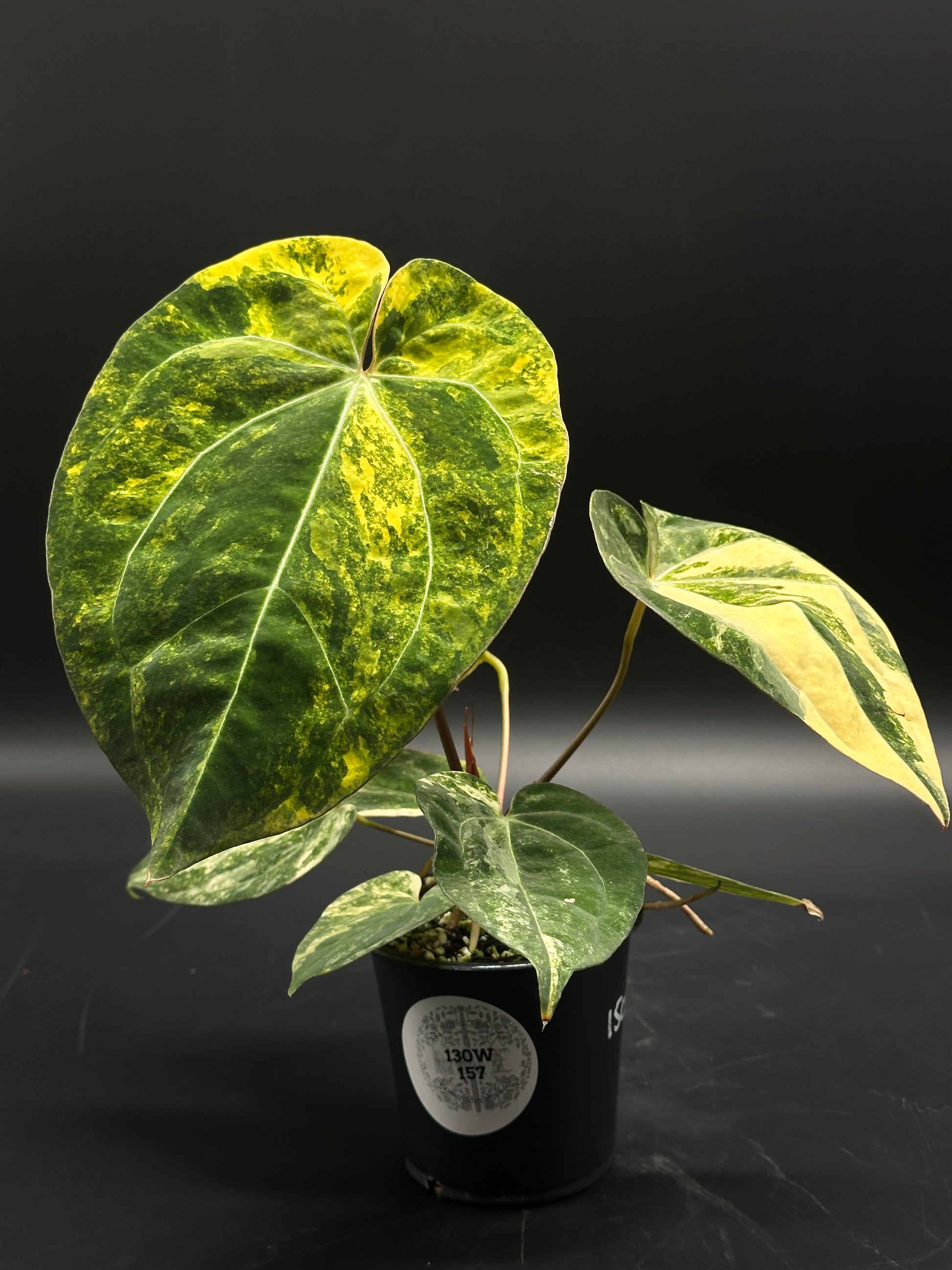 anthurium papillilaminum care Anthurium papillilaminum 'Pink Lemonade' (130W157) – Next World Exotics