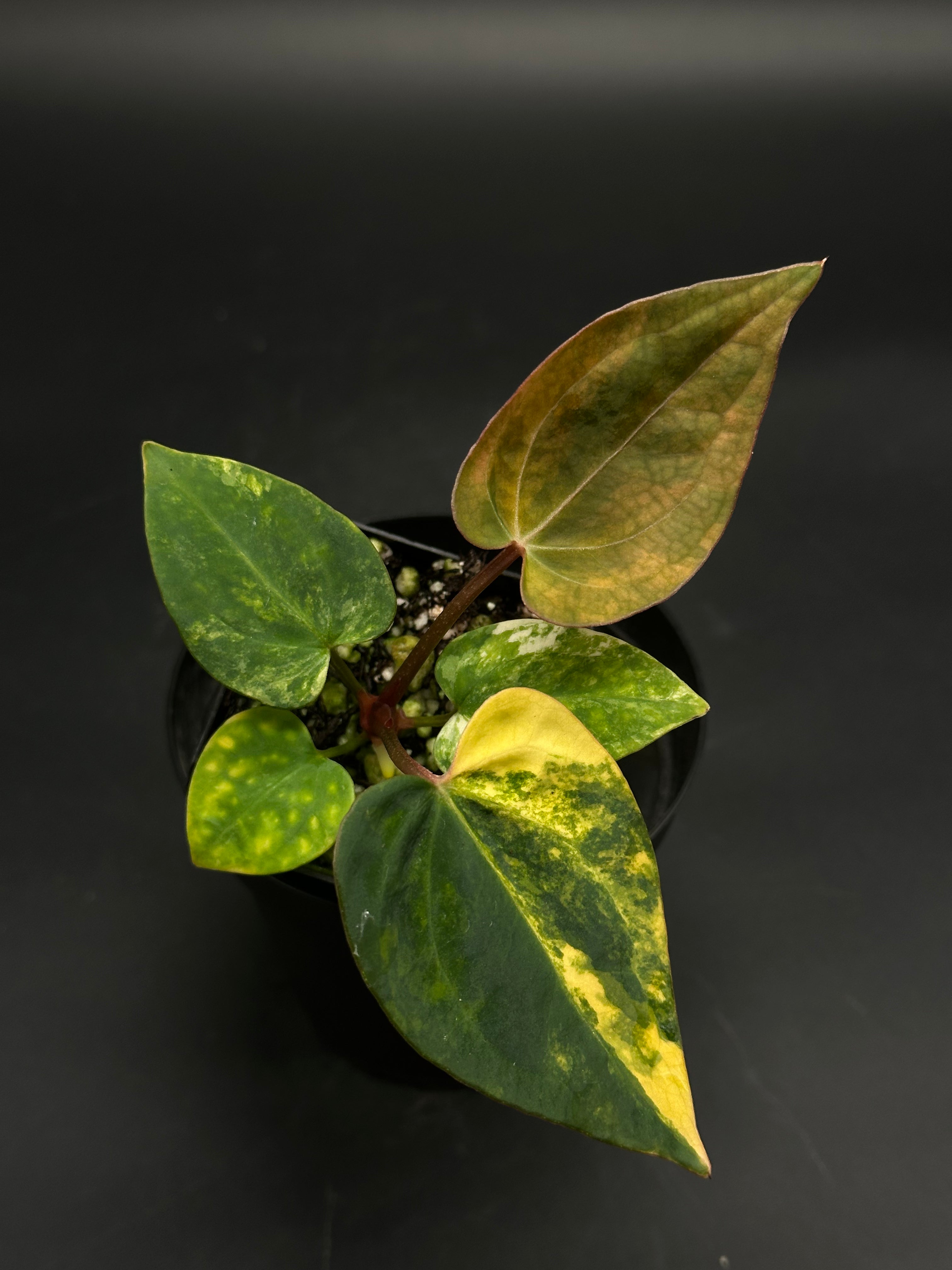 Anthurium Papillilaminum 'Thai' Variegated x Variegated DocBlock (130W ...