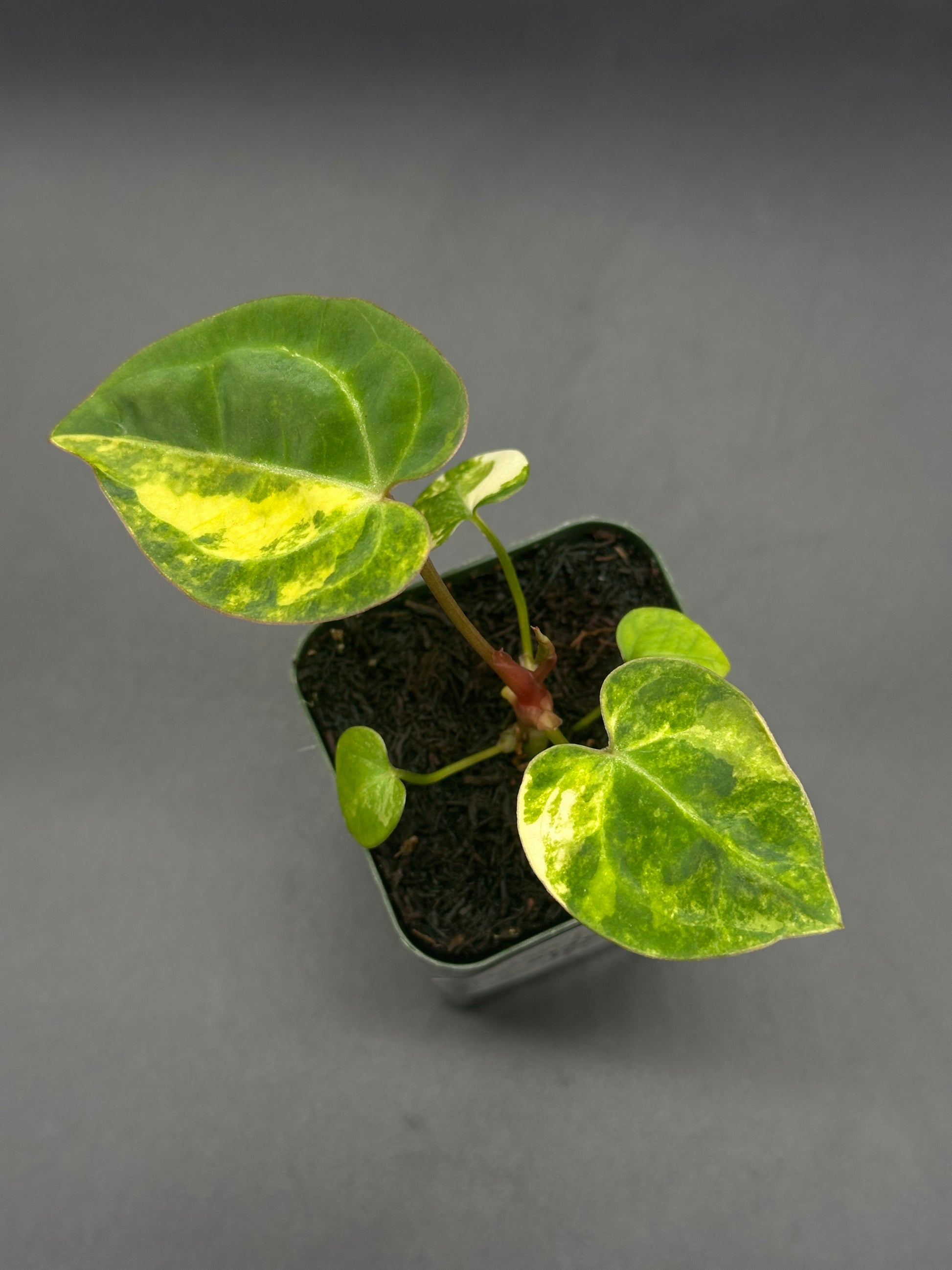 anthurium thai hybrid variegata Anthurium Papillilaminum 'Thai' variegated x (Variegated SKG x Variega – Next World Exotics