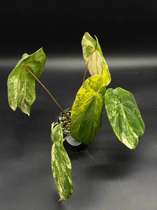 Anthurium papillilaminum variegated with heart-shaped, marbled leaves and wider lobes, showcased in a small pot.