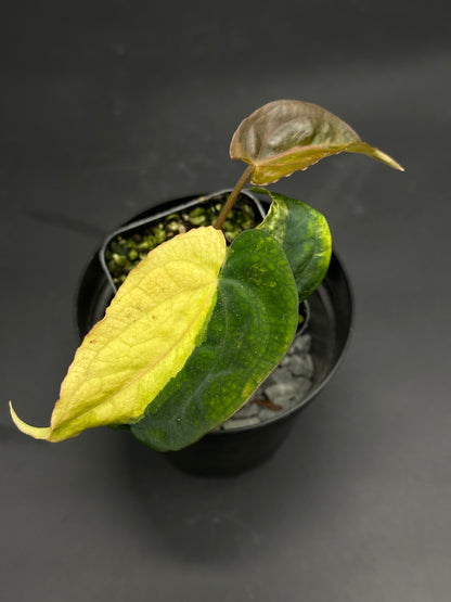 Anthurium papillilaminum variegated × Black Velvet (BVEP) in a 2.25-inch pot, showcasing split lime-yellow and green leaves with a coppery-bronze new shoot.