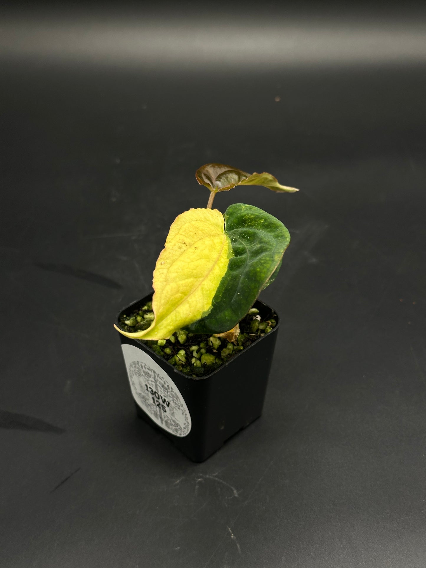 Anthurium papillilaminum variegated × Black Velvet (BVEP) cutting in a small black pot, featuring two heart-shaped leaves, one yellowing, and one new bronze-tinted leaf emerging.
