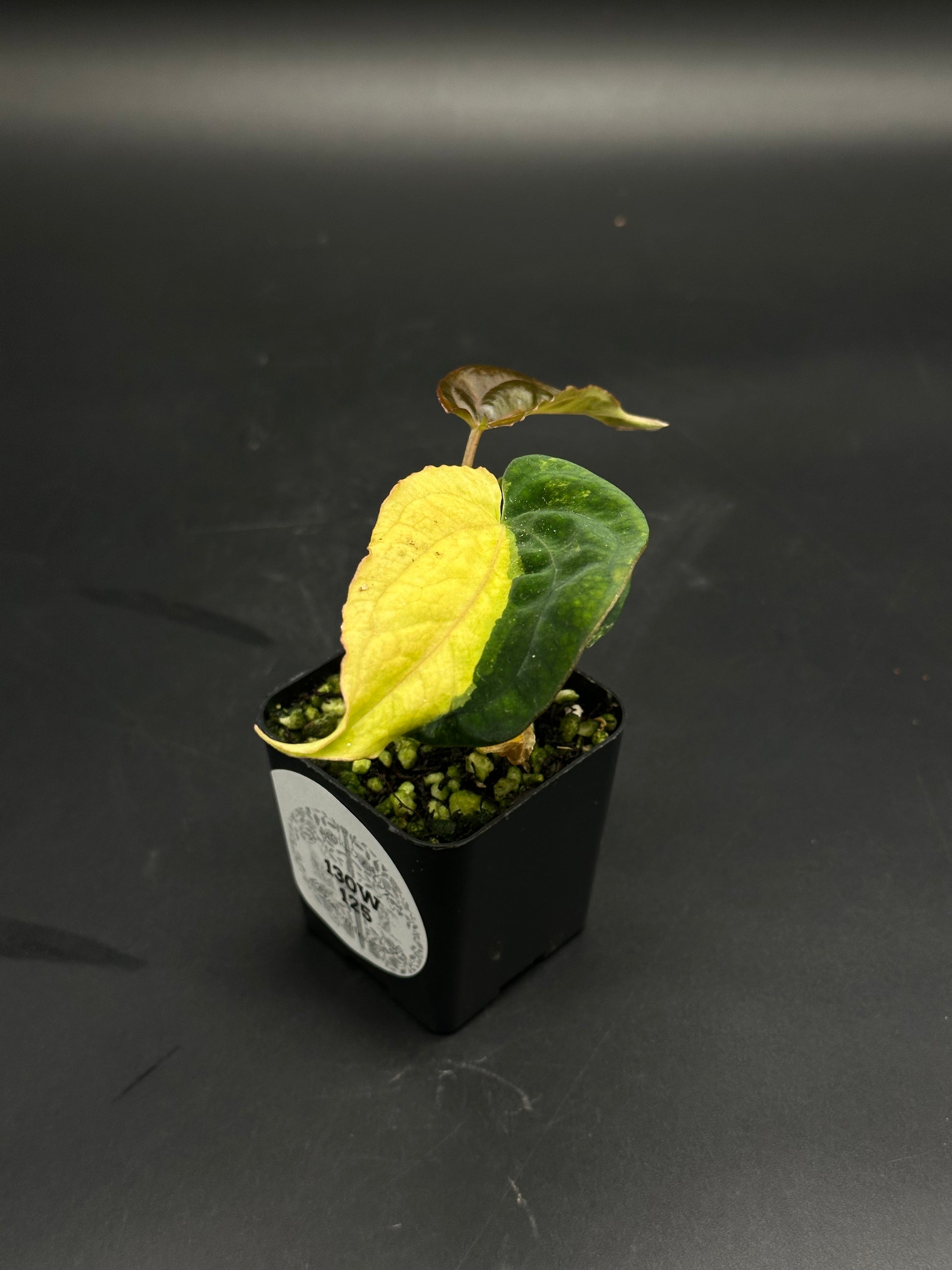 Anthurium papillilaminum variegated × Black Velvet (BVEP) cutting in a small black pot, featuring two heart-shaped leaves, one yellowing, and one new bronze-tinted leaf emerging.