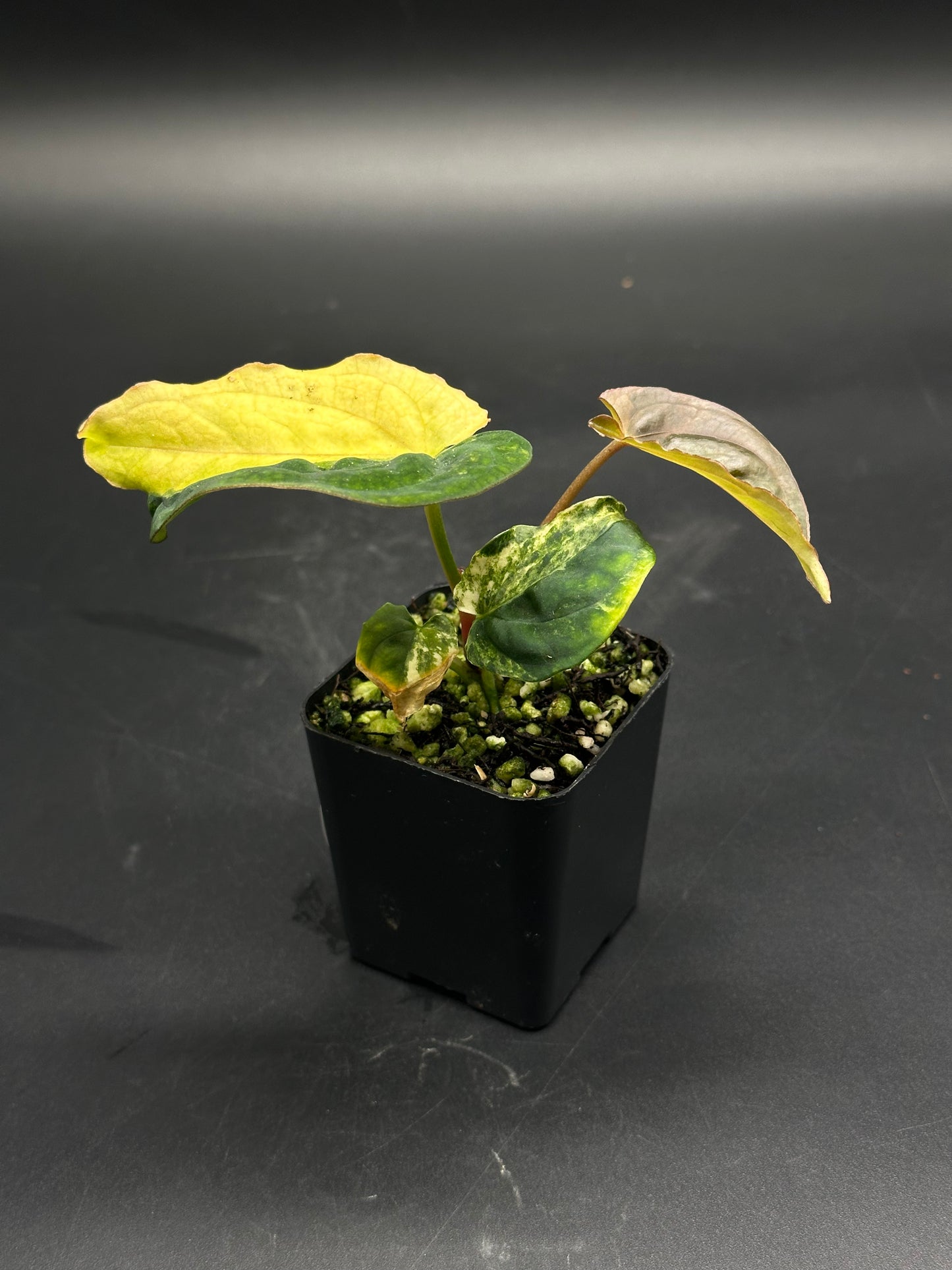 Variegated Anthurium papillilaminum × Black Velvet in a small nursery pot, showcasing arrowhead-shaped leaves with chartreuse and dark green variegation.