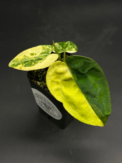 Variegated Anthurium papillilaminum x hybrid in a black pot, featuring heart-shaped leaves with striking chartreuse and green variegation.