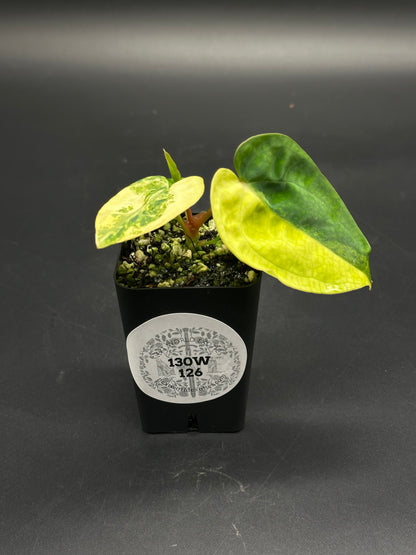 Variegated Anthurium papillilaminum x Carlablackiae x Ace of Spades Tezula in a black pot, showcasing heart-shaped leaves with a new leaf unfurling.