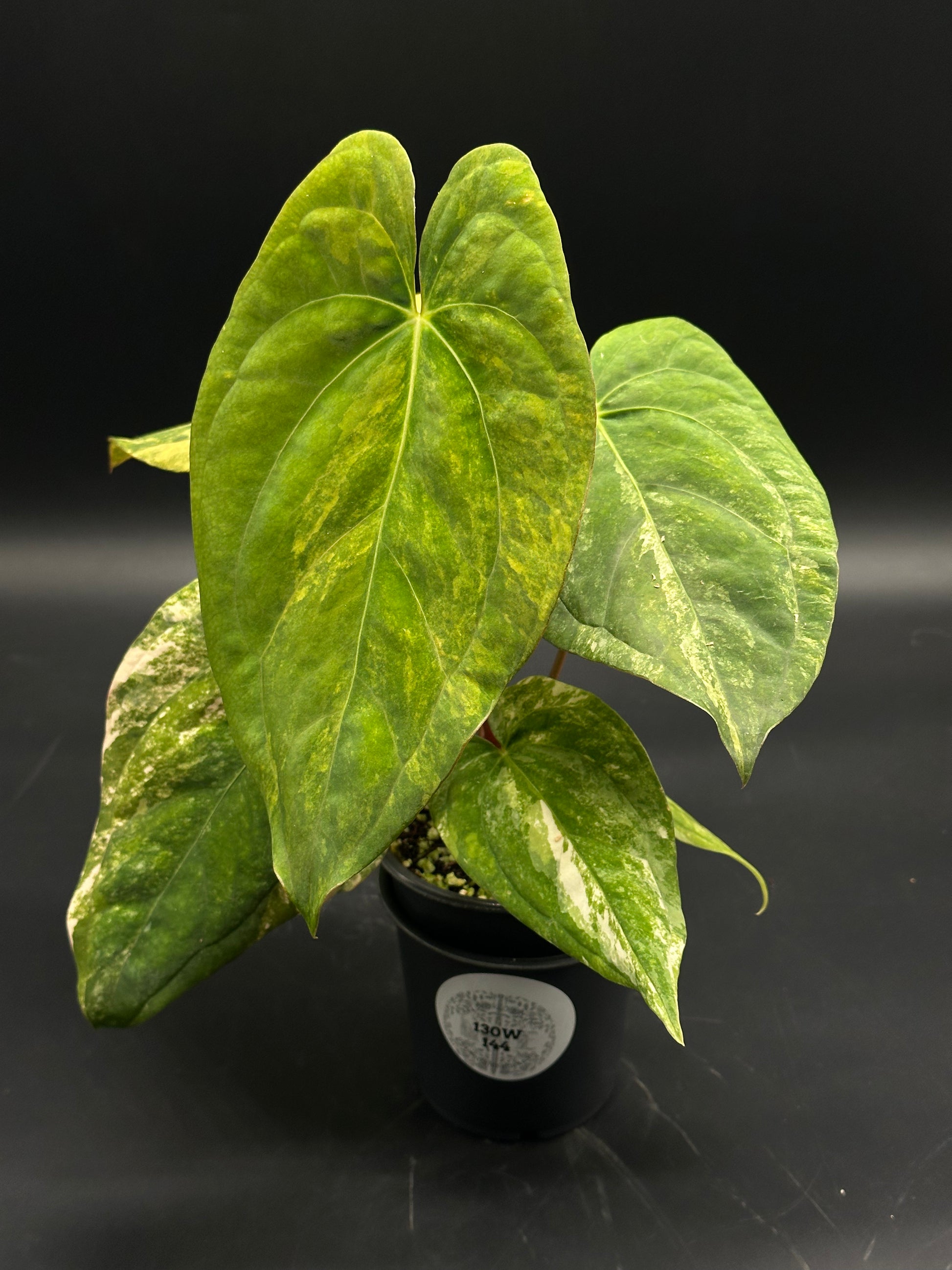 Anthurium Papillilaminum (Variegated) x 'Fort Sherman' in a black pot, showcasing heart-shaped, variegated leaves with lighter green and white patterns.