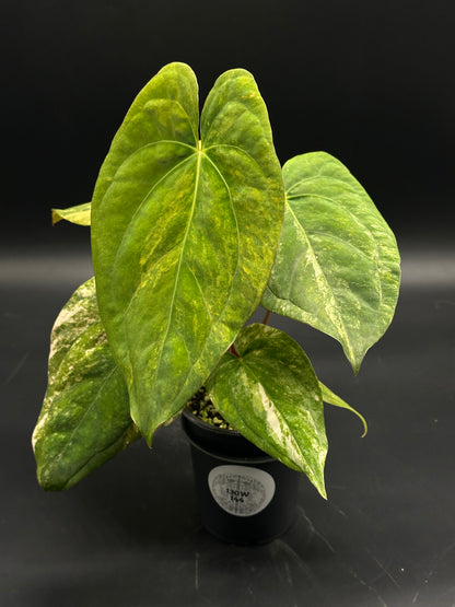 Anthurium Papillilaminum (Variegated) x 'Fort Sherman' in a black pot, showcasing heart-shaped, variegated leaves with lighter green and white patterns.