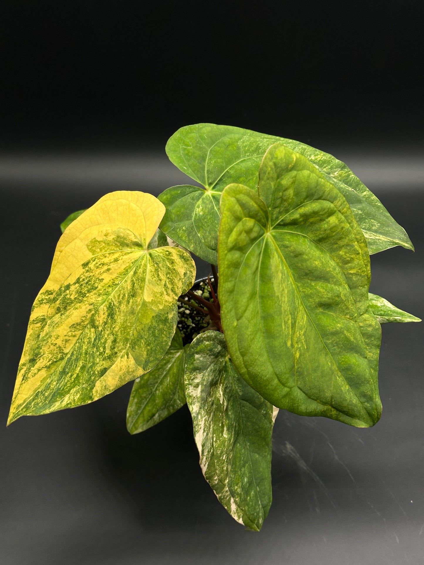 Anthurium Papillilaminum (Variegated) x 'Fort Sherman' with heart-shaped variegated leaves in green, yellow, and cream, displayed in a small pot.