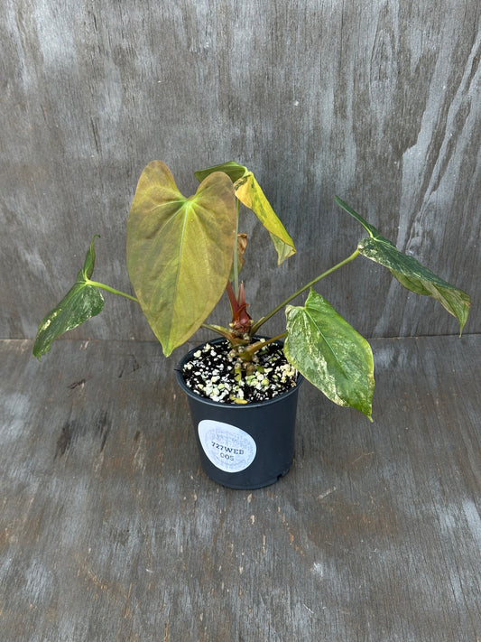Anthurium Papillilaminum Variegated x Fort Sherman 727WEB005