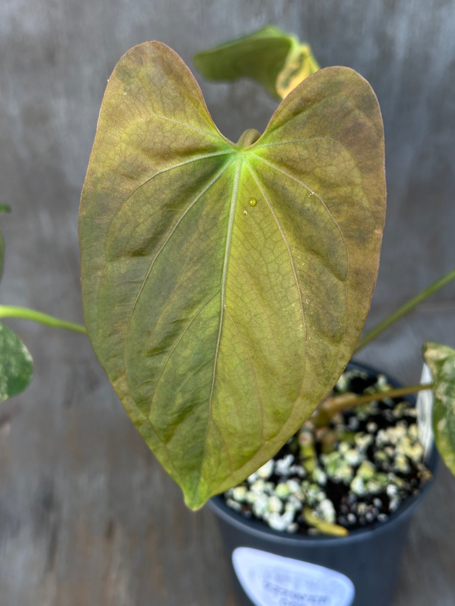 Anthurium Papillilaminum Variegated x Fort Sherman 727WEB005