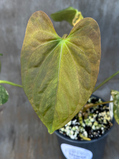 Anthurium Papillilaminum Variegated x Fort Sherman 727WEB005