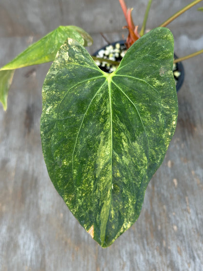Anthurium Papillilaminum Variegated x Fort Sherman 727WEB005