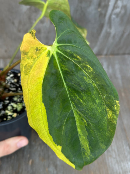 Anthurium Papillilaminum Variegated x Fort Sherman 727WEB005