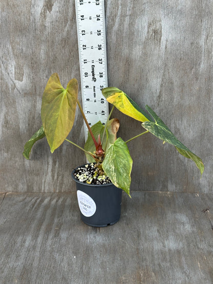 Anthurium Papillilaminum Variegated x Fort Sherman 727WEB005