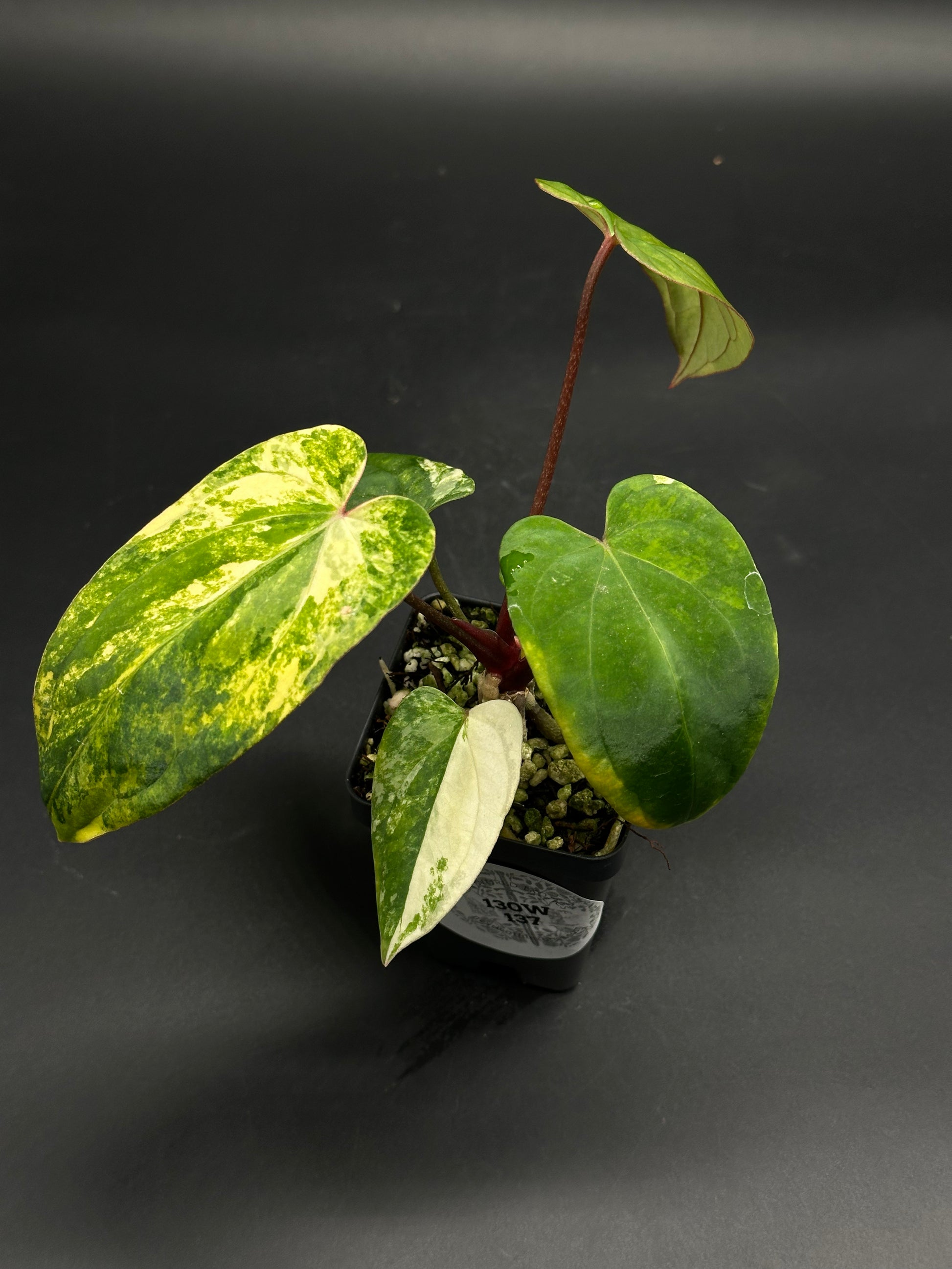 Anthurium papillilaminum x 'Black Velvet Eastern Panama' with heart-shaped, variegated leaves in a black nursery pot, showcasing new growth on a reddish stem.