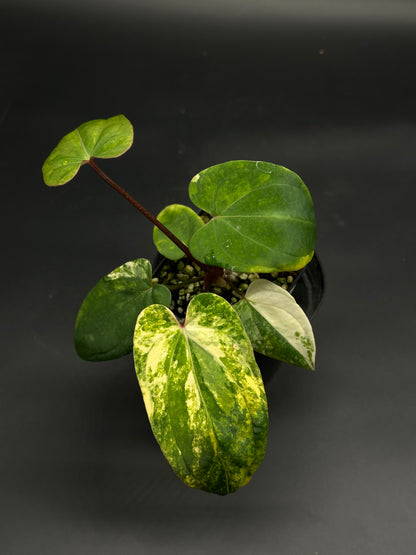 Anthurium papillilaminum x 'Black Velvet Eastern Panama' (BVEP) showcasing heart-shaped, variegated leaves, with newer pale leaves and older green-yellow mottled foliage.
