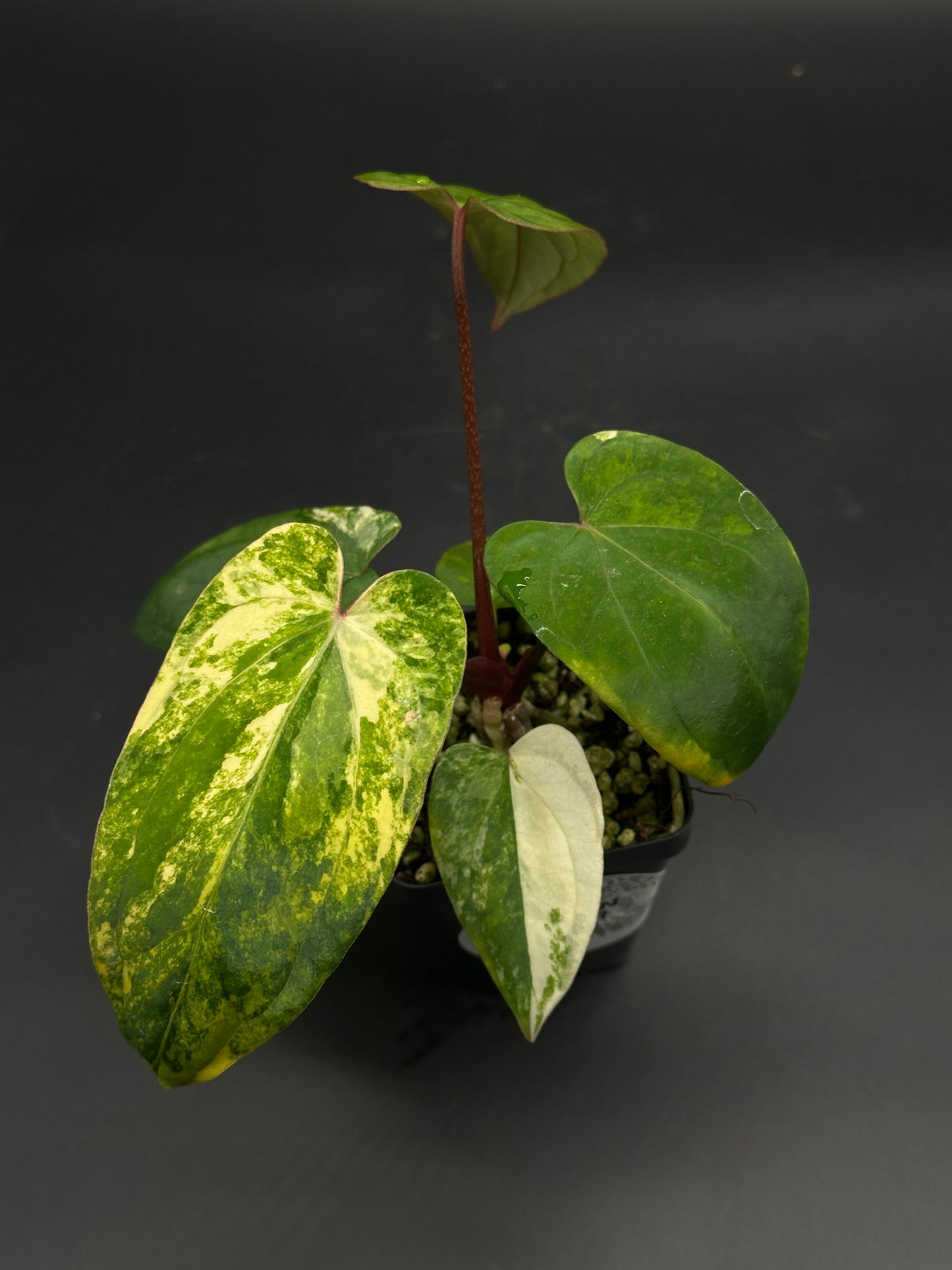 Anthurium papillilaminum x 'Black Velvet Eastern Panama' in a black nursery pot, featuring heart-shaped, variegated leaves in LECA growing medium.