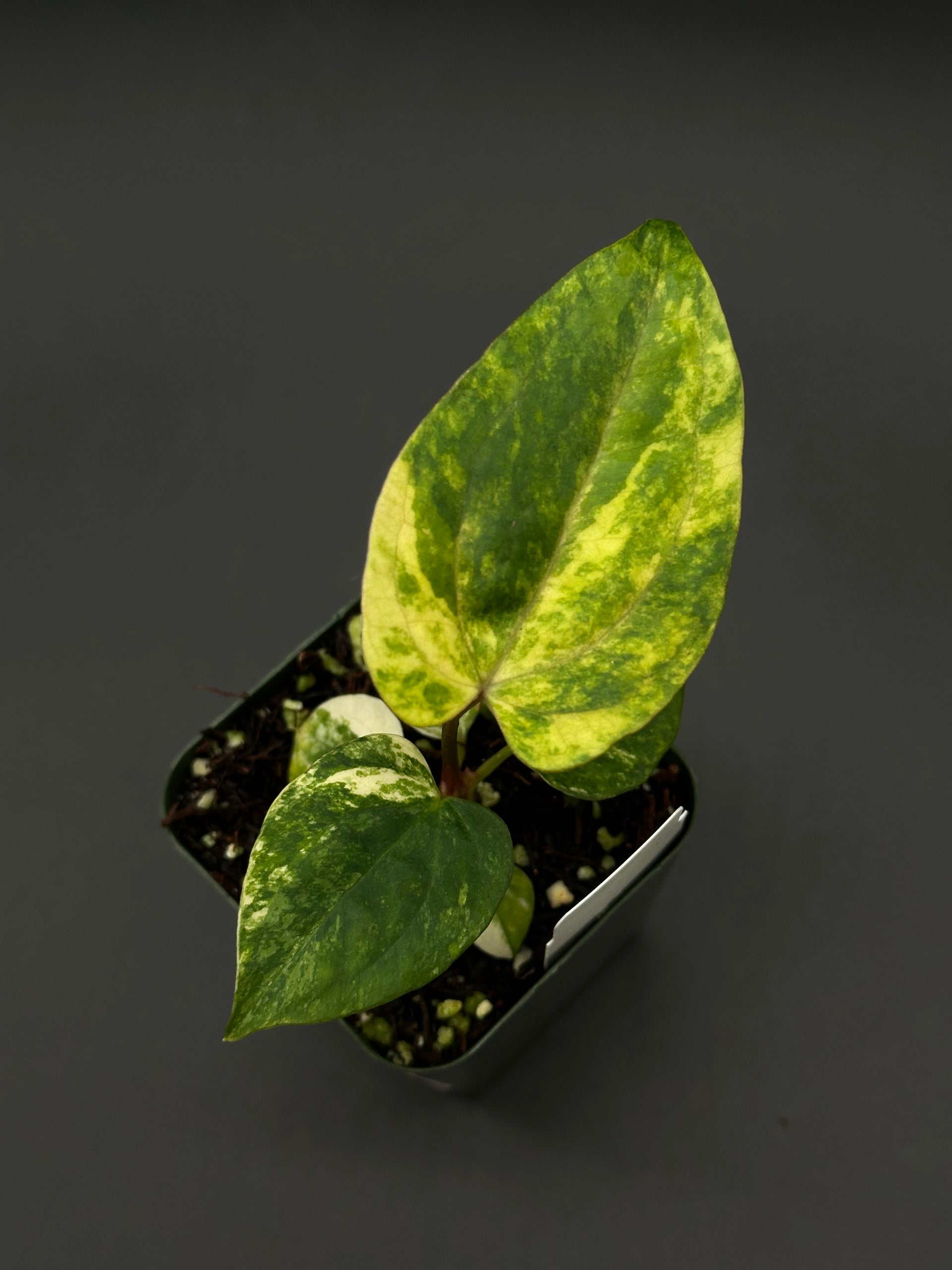 Anthurium Papillilaminum x (Fort Sherman x Ralph Lynam