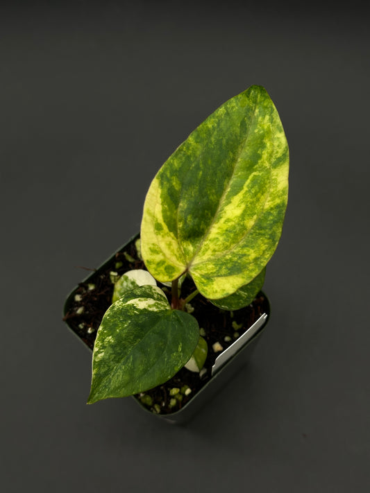 Anthurium Papillilaminum x (Fort Sherman x Ralph Lynam) in a 2.25-inch pot, showcasing its unique hybrid form, part of Next World Exotics' rare plant collection.