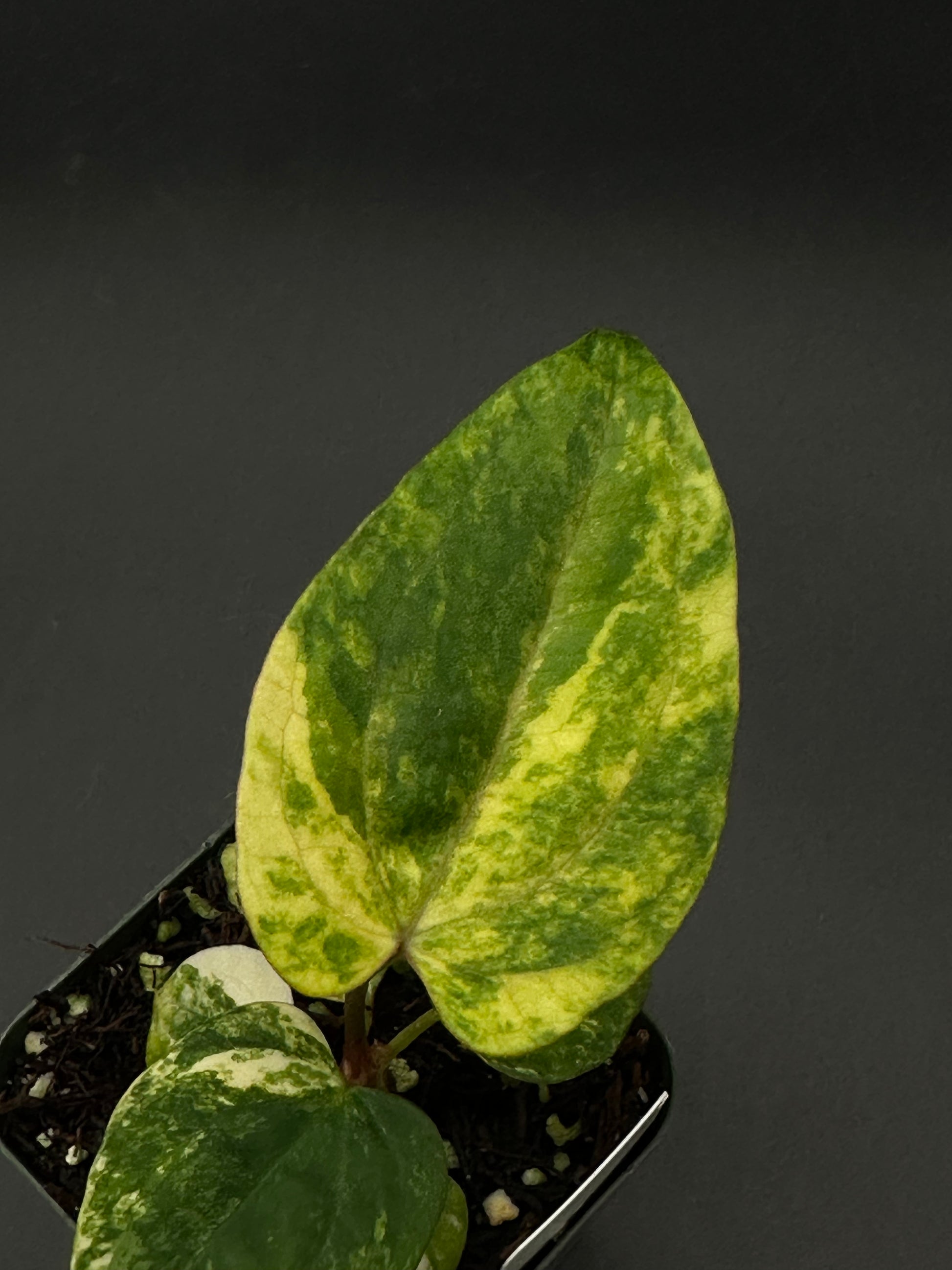 anthurium lynamii Anthurium Papillilaminum x (Fort Sherman x Ralph Lynam) (522W07) – Next World Exotics