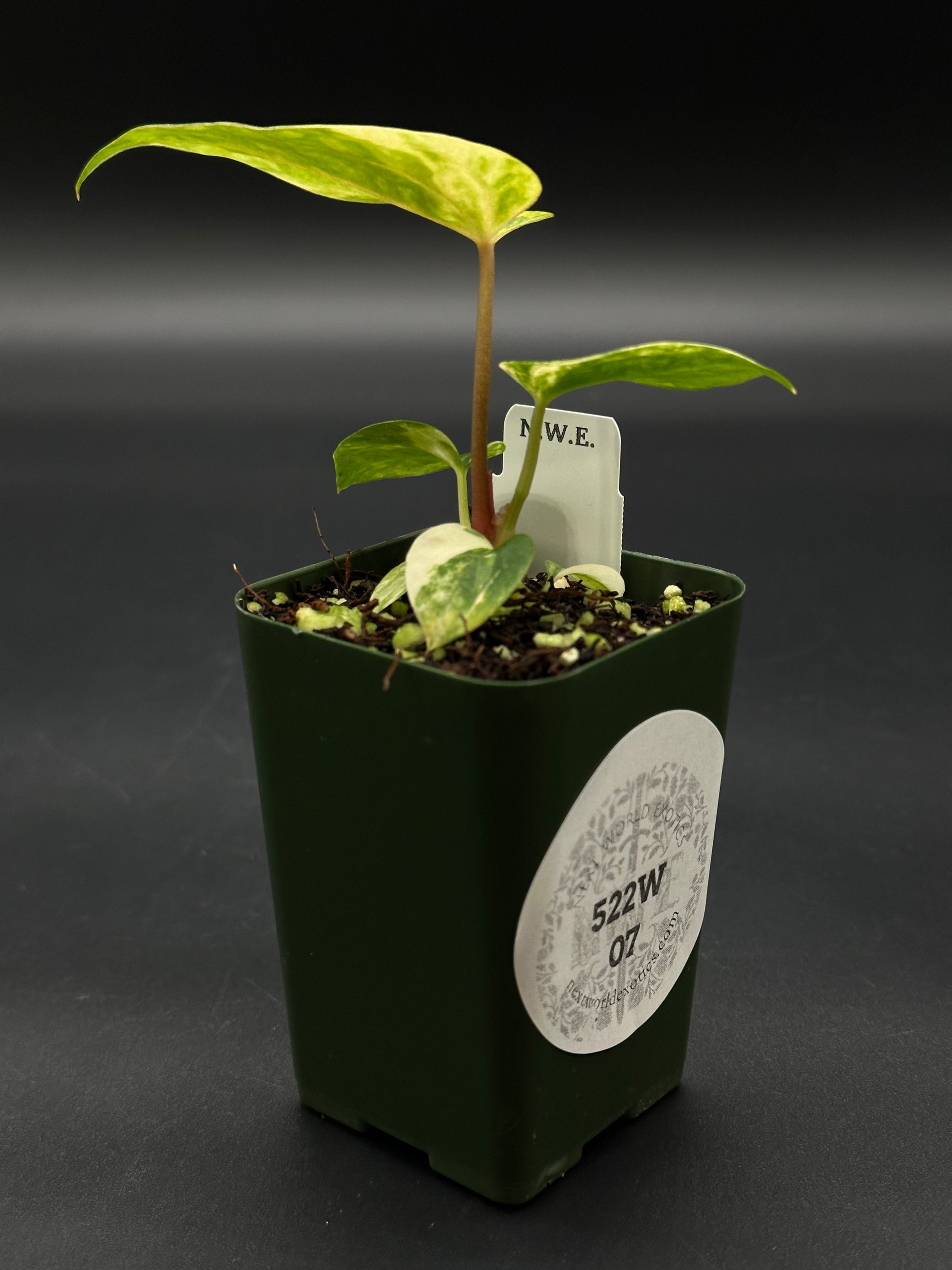 anthurium palmatum key Anthurium Papillilaminum x (Fort Sherman x Ralph Lynam) (522W07) – Next World Exotics