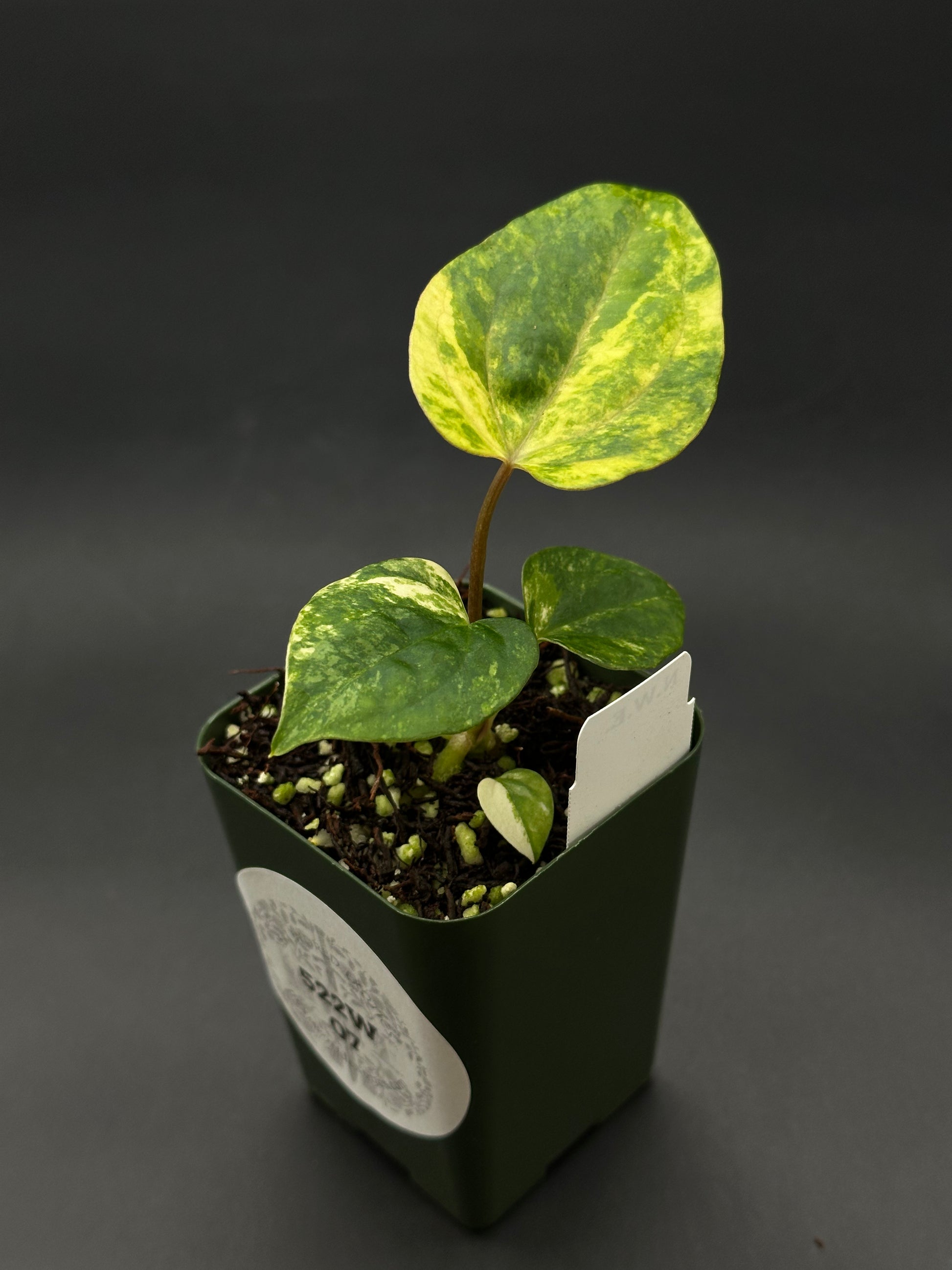 Anthurium Papillilaminum x (Fort Sherman x Ralph Lynam) (522W07 Anthurium Papillilaminum x (Fort Sherman x Ralph Lynam) (522W07