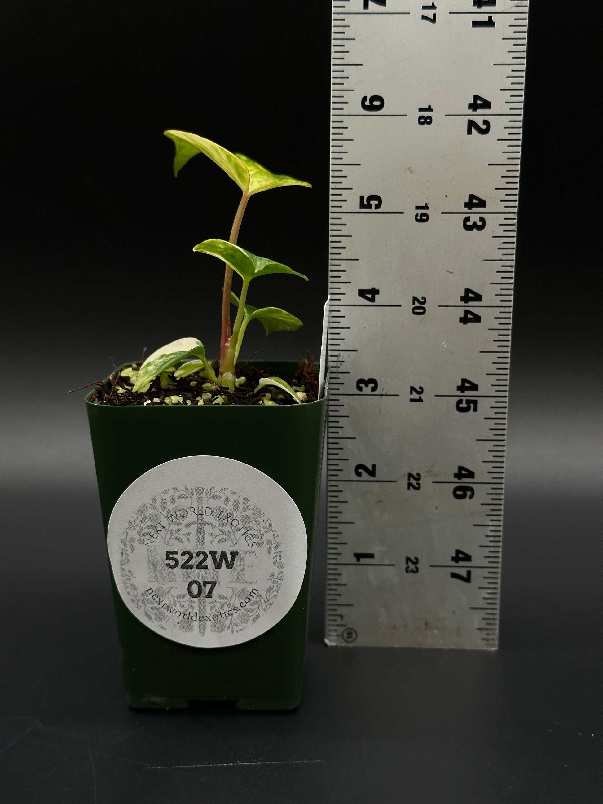 anthurium palmatum key Anthurium Papillilaminum x (Fort Sherman x Ralph Lynam) (522W07) – Next World Exotics
