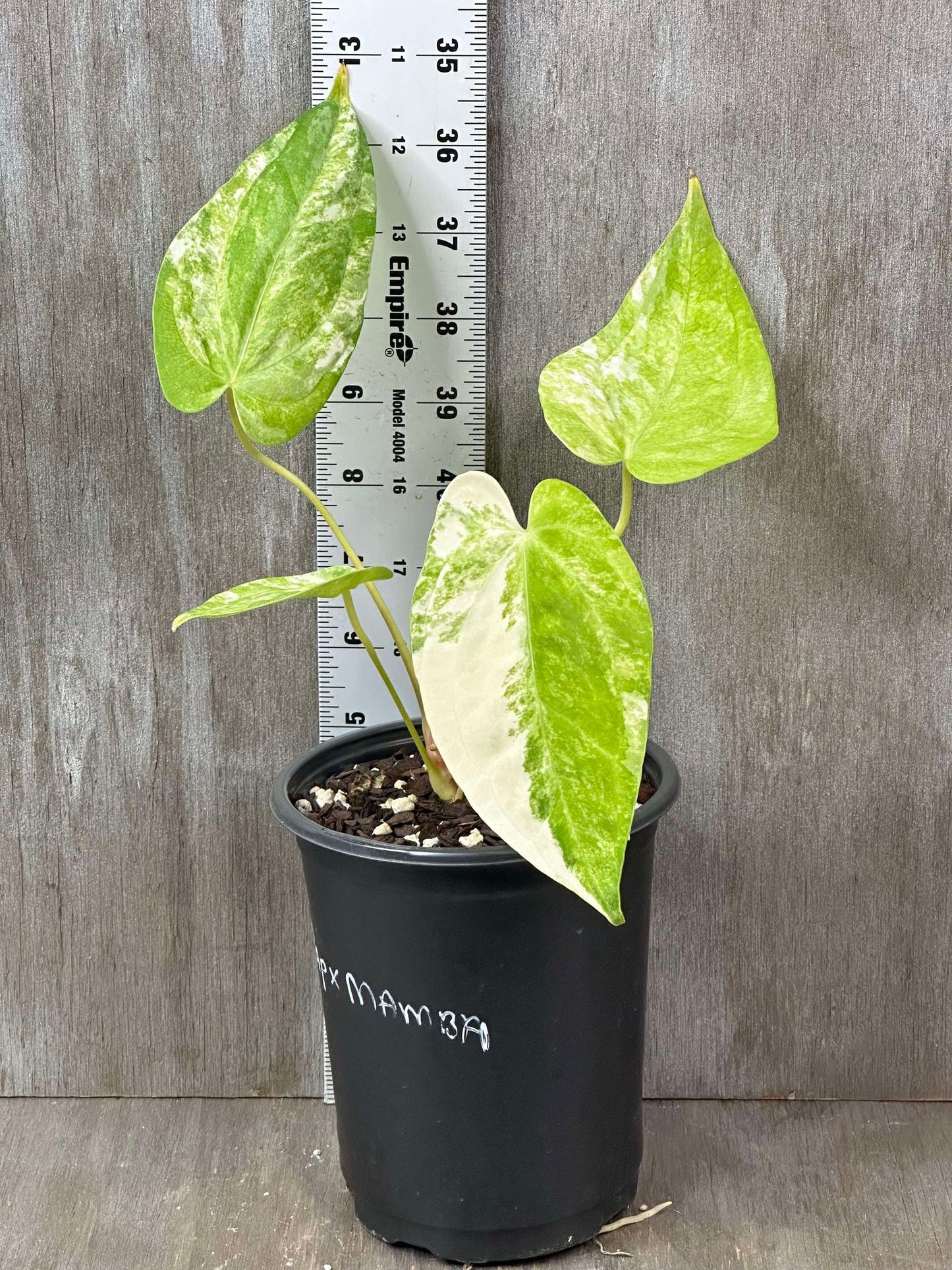 Anthurium Papillilaminum x Mamba, a houseplant with distinctive leaves, potted in a simple container.