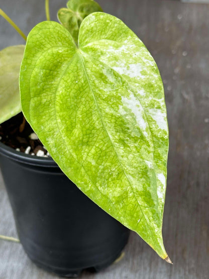 anthurium green mamba Anthurium Papillilaminum x Green Mamba Variegated (APxMV1) 🌱 – Next World Exotics