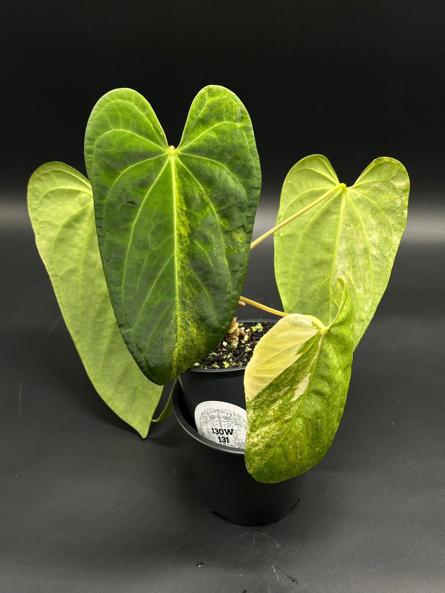 Anthurium papillilaminum x papillilaminum in a black pot, showcasing large, heart-shaped, variegated leaves with prominent veins and wider lobes.
