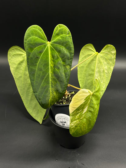 Anthurium papillilaminum x papillilaminum in a black pot, showcasing large, heart-shaped, variegated leaves with prominent veins and wider lobes.