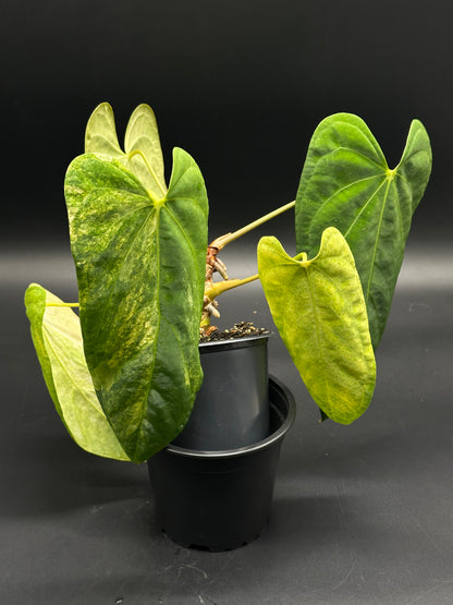Anthurium papillilaminum x papillilaminum in a black nursery pot, showcasing broad, glossy, heart-shaped leaves with yellow-green variegation and prominent lobes.