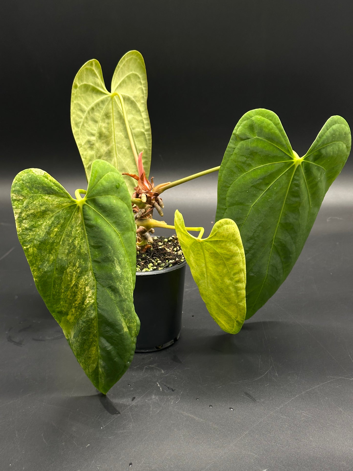 Anthurium papillilaminum x papillilaminum with glossy, heart-shaped leaves and prominent lobes, showcased in a black nursery pot, ideal for exotic plant collectors.