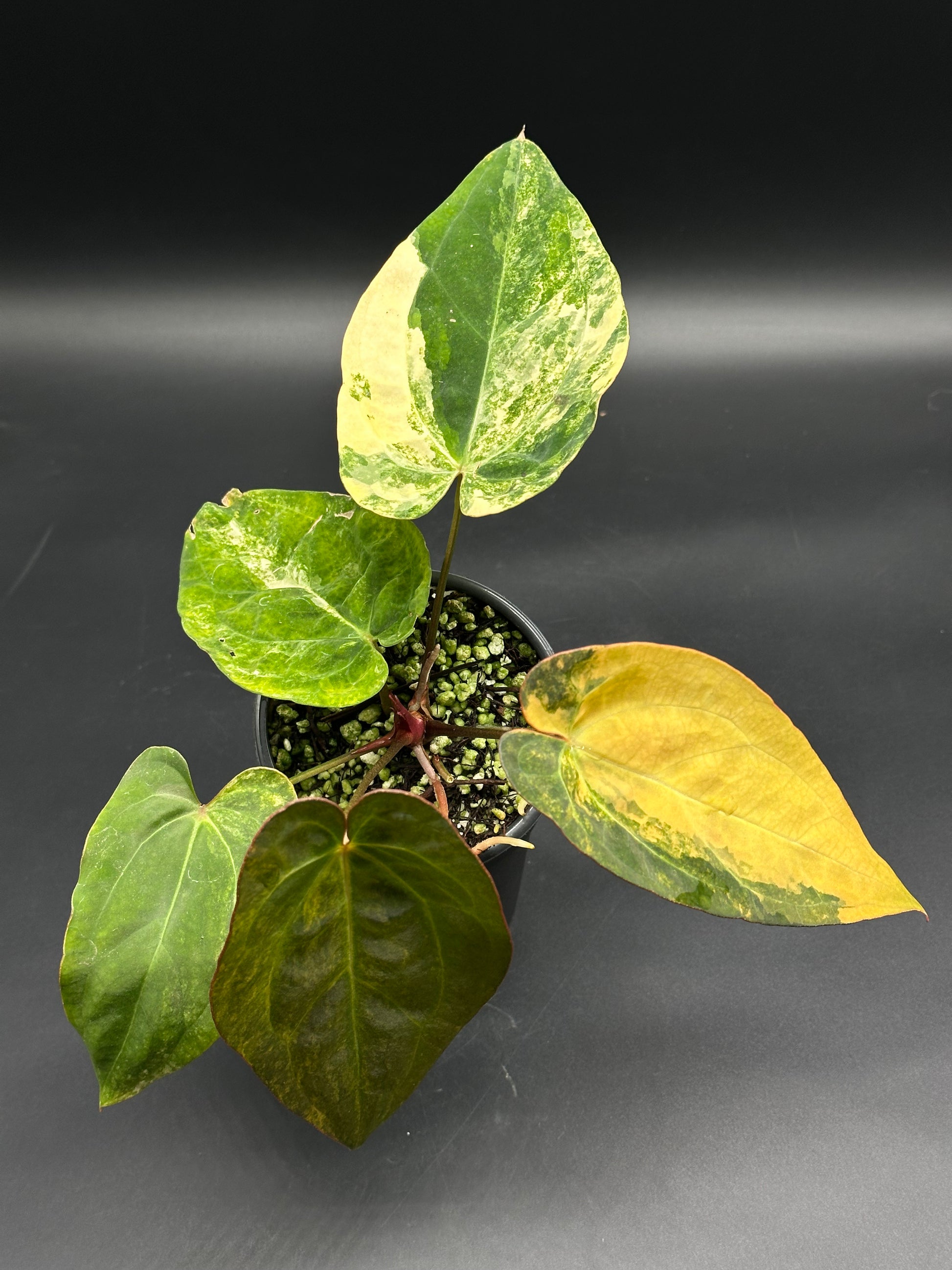 anthurium lynamii Anthurium papillilaminum x Ralph Lynam (variegated) (130W130) – Next World Exotics
