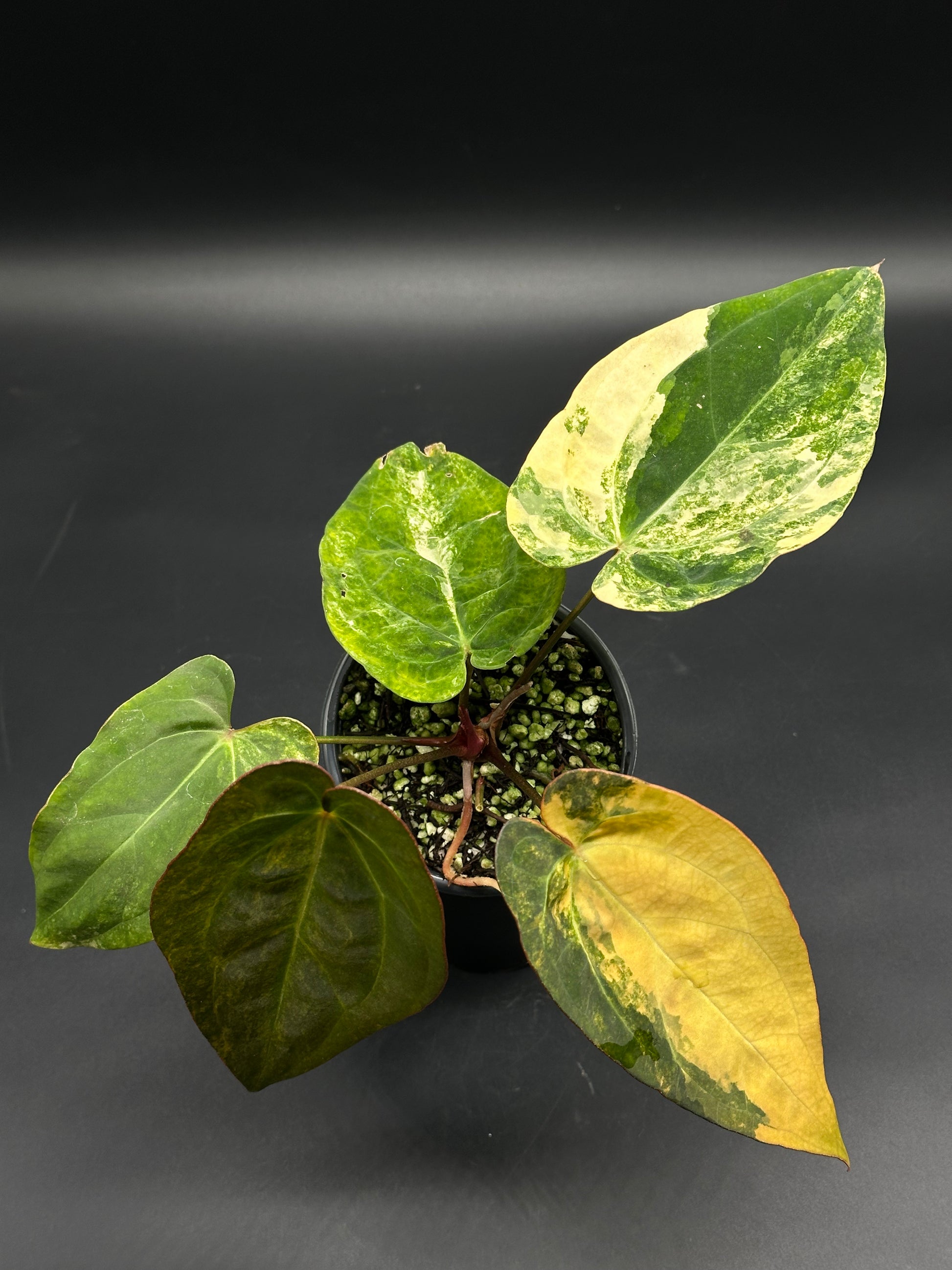 cream anthurium Anthurium papillilaminum x Ralph Lynam (variegated) (130W130) – Next World Exotics