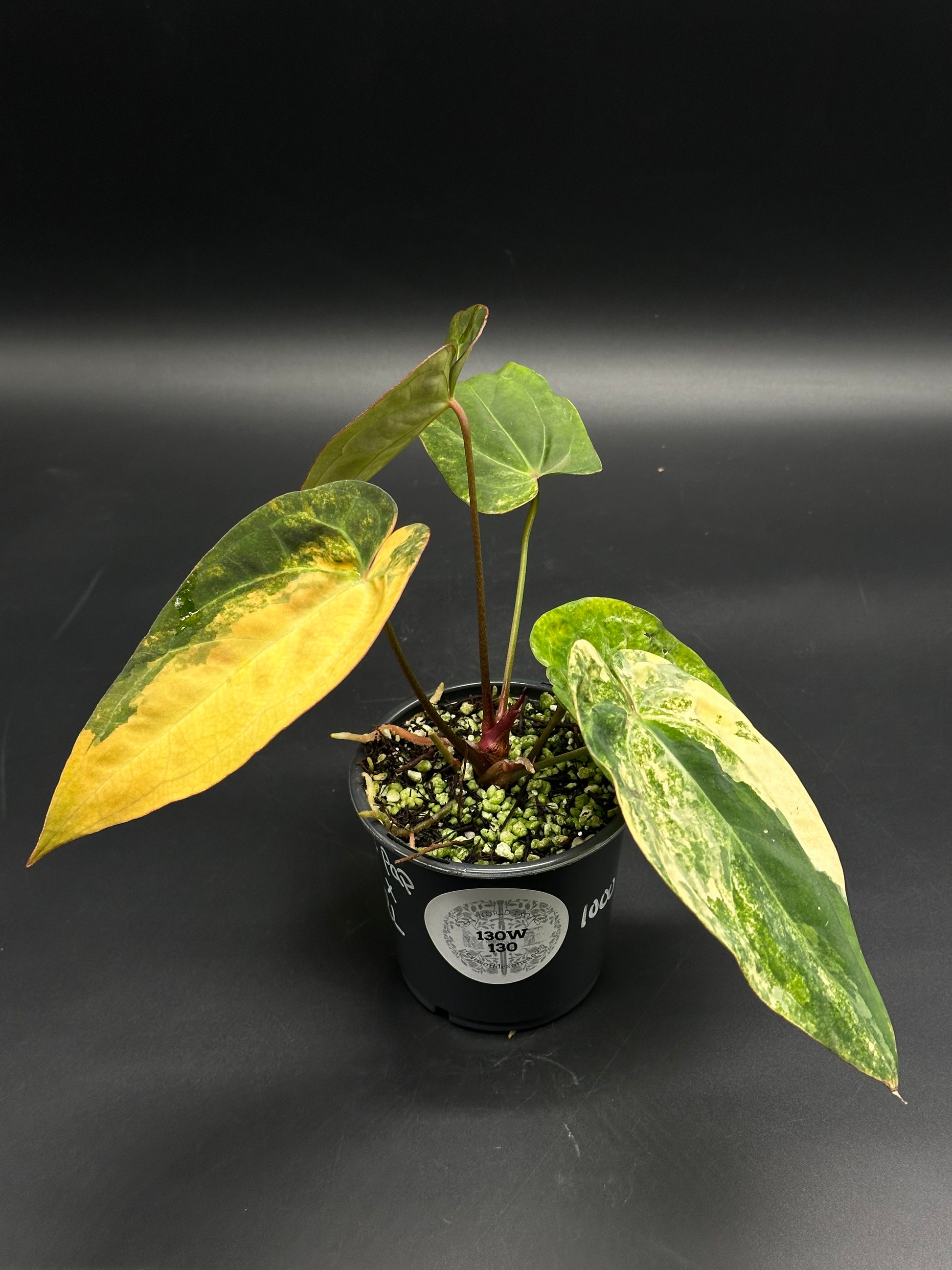 anthurium cream Anthurium papillilaminum x Ralph Lynam (variegated) (130W130)