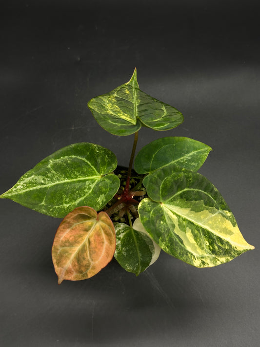 Anthurium (130W155) in 2.25-inch pot; heart-shaped, variegated green leaves with pale yellow splashes, pinkish young leaf, reddish petiole.