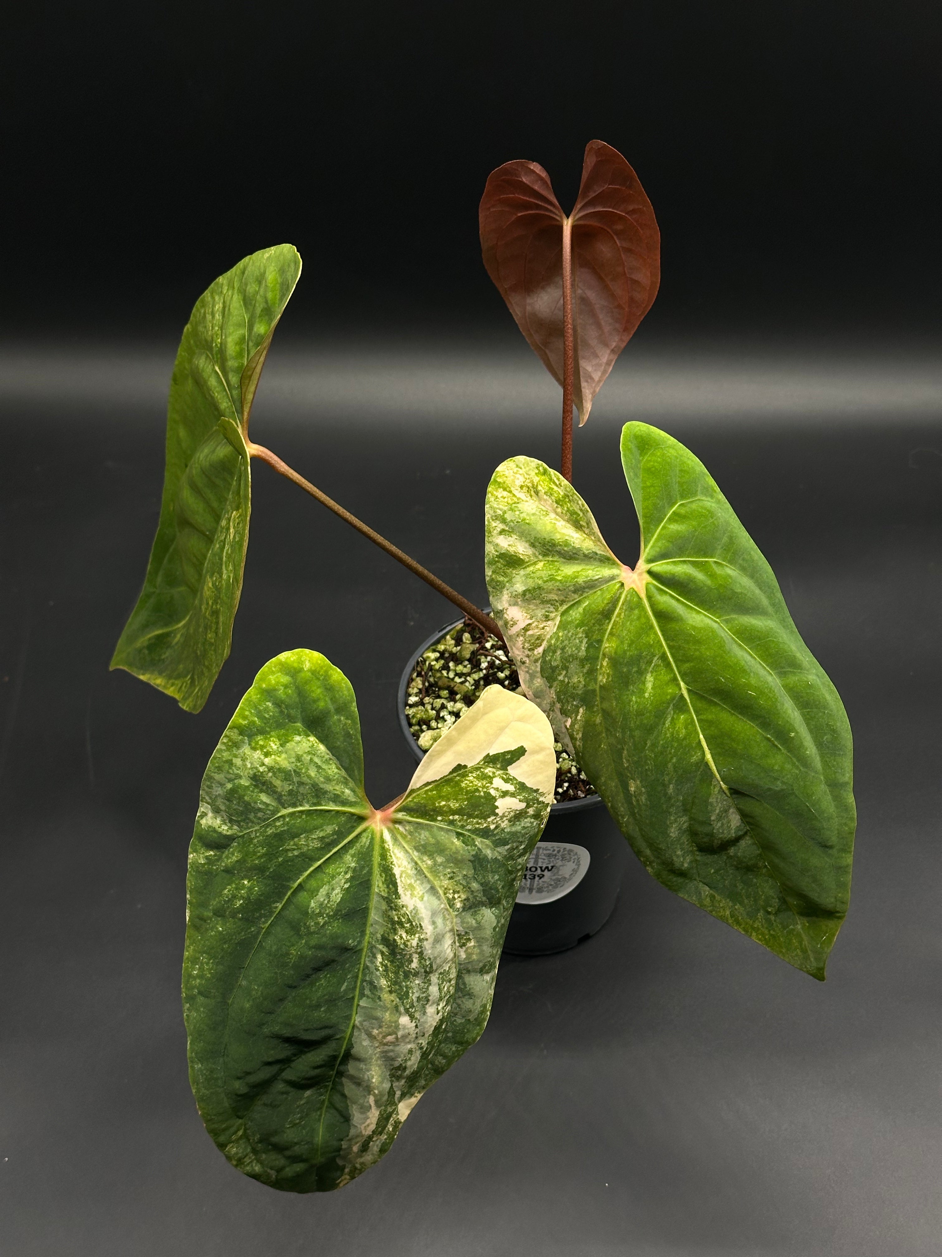 Anthurium Papillilaminum x 'Rusty Long' (130W139) – Next World Exotics